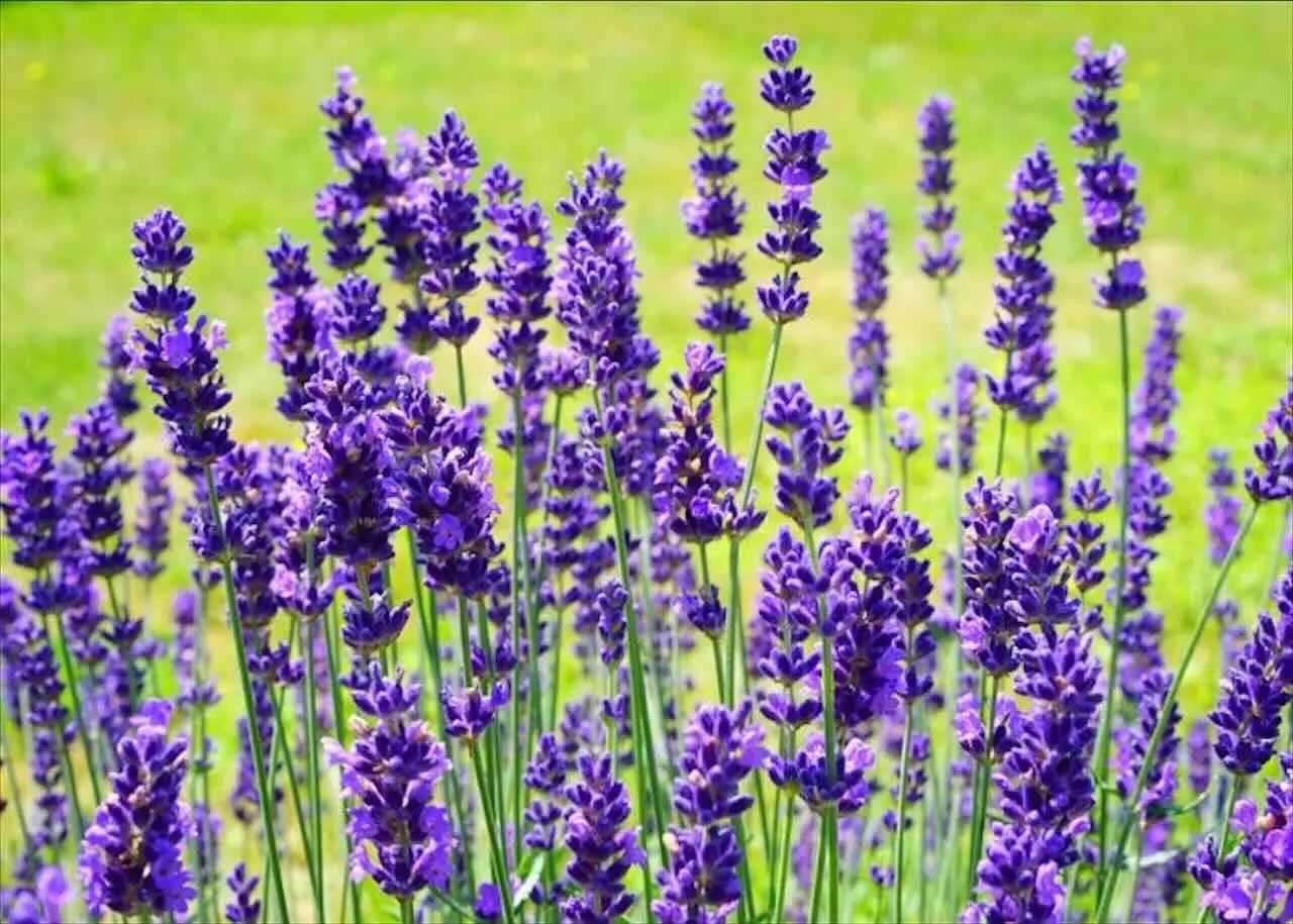 ¿Tu lavanda se muere en invierno o verano? Descubre el límite de temperatura que aguanta
