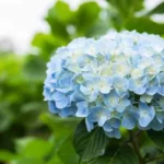 ¿Cuáles son las flores más bonitas? Aquí tienes el ranking