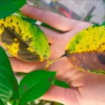 Si tus plantas tienen este aspecto están enfermas: aprende a detectar y curar las enfermedades